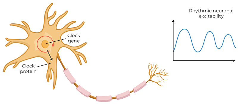 Illustration of transcription-translation feedback loop.
