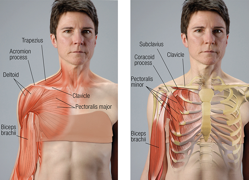 ND_19_FunctionalAnatomy3and4_800