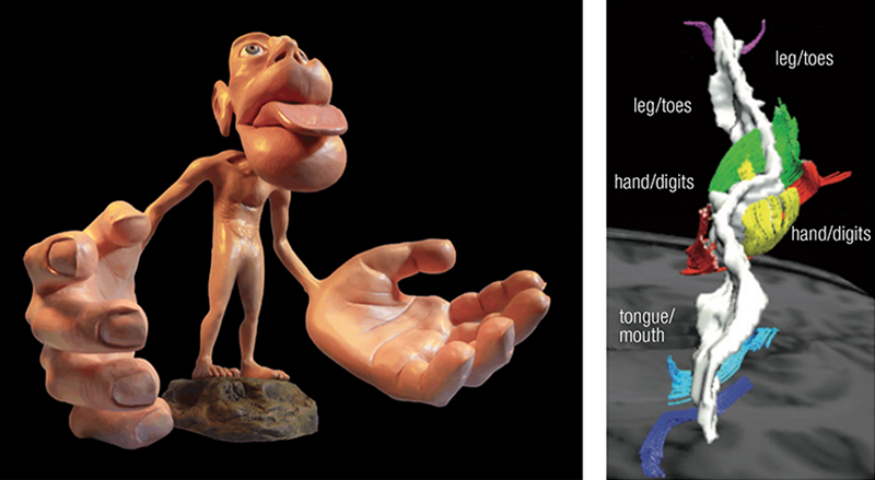 SO20_Hand and the brain SO20_Hand and the brain