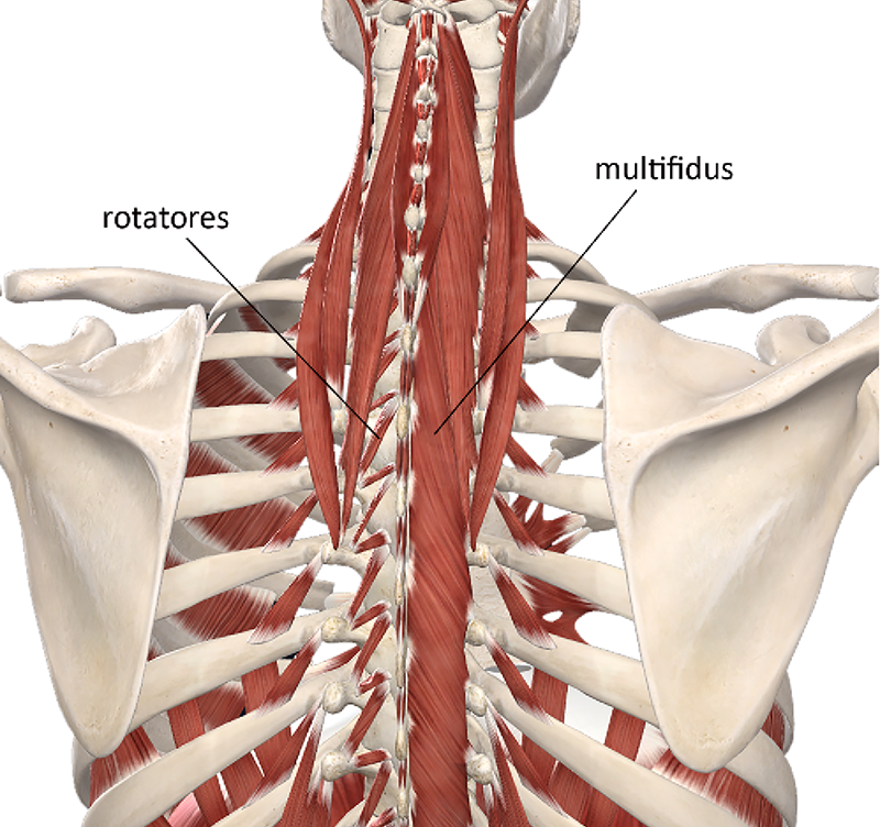 ND20_Managing Upper Back4 ND20_Managing Upper Back4