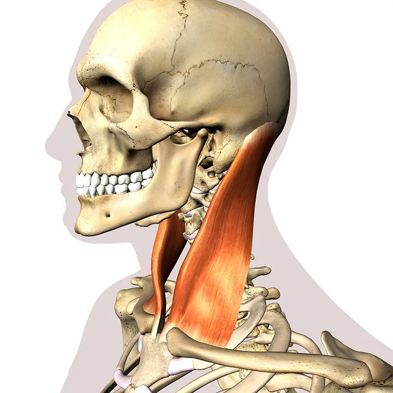 MA21_TheMuscleTheBeast_Main MA21_TheMuscleTheBeast_Main