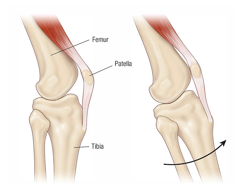MA_19_FunctionalAnatomy3_800