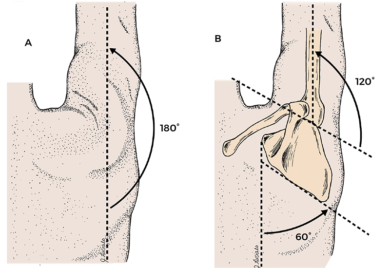 ScapulohumeralRhythm3 ScapulohumeralRhythm3