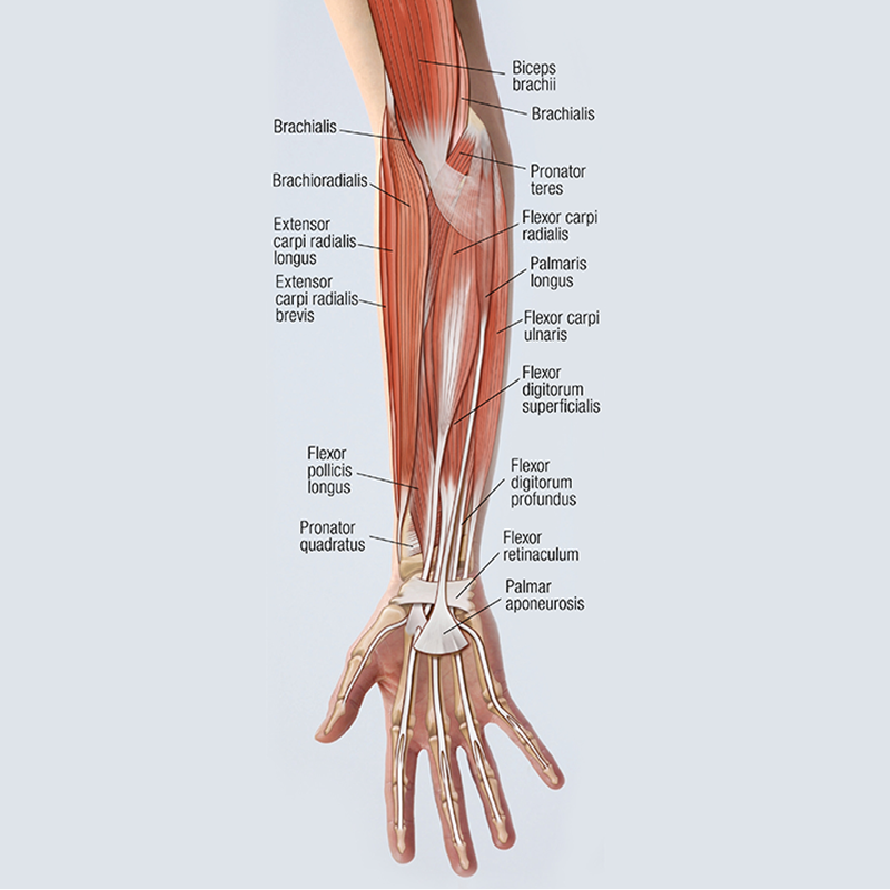 MJ_19_FunctionalAnatomy1_800