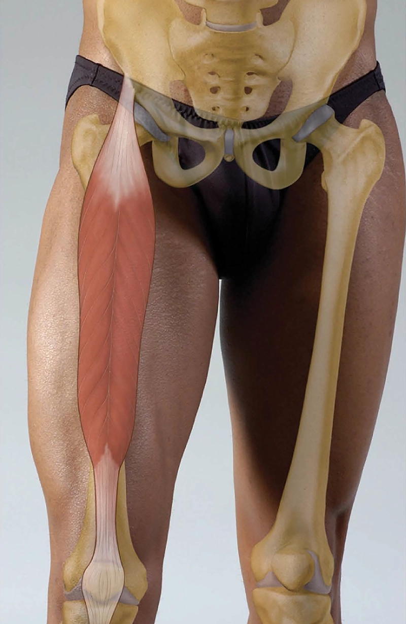 MA20_Rectus Femoris