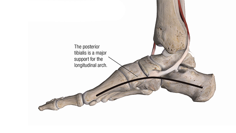 MA_19_ClinicalExplorations3_800