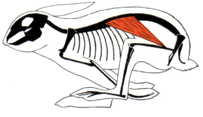 JF_19_CobraAtCore3B_rabbit_800