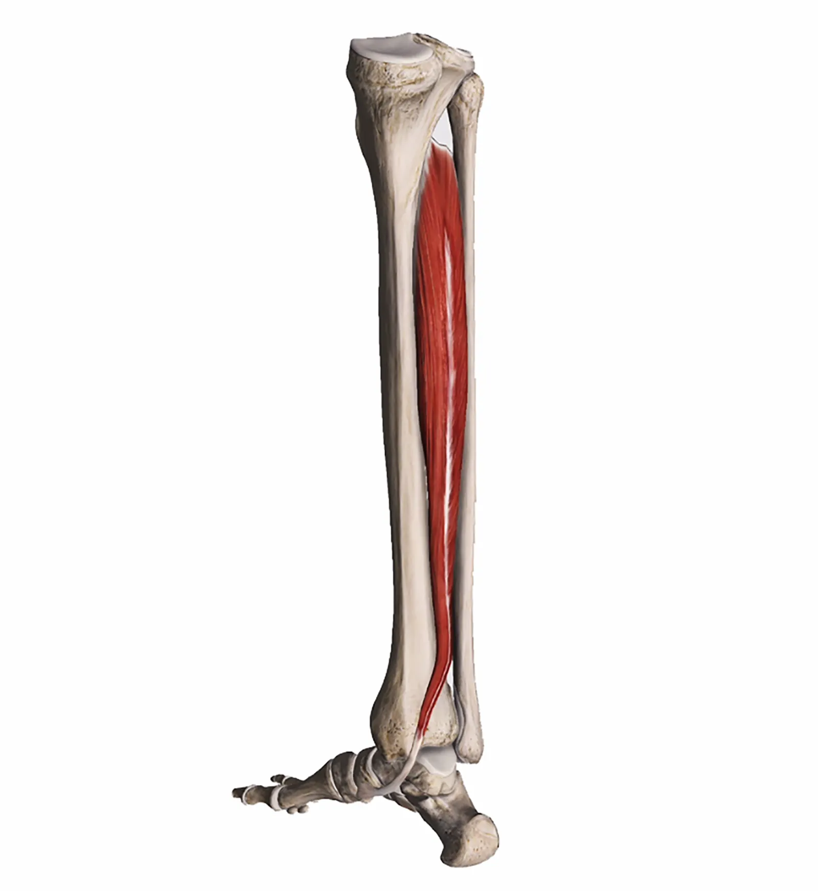 MA_19_ClinicalExplorations_Image1_1600