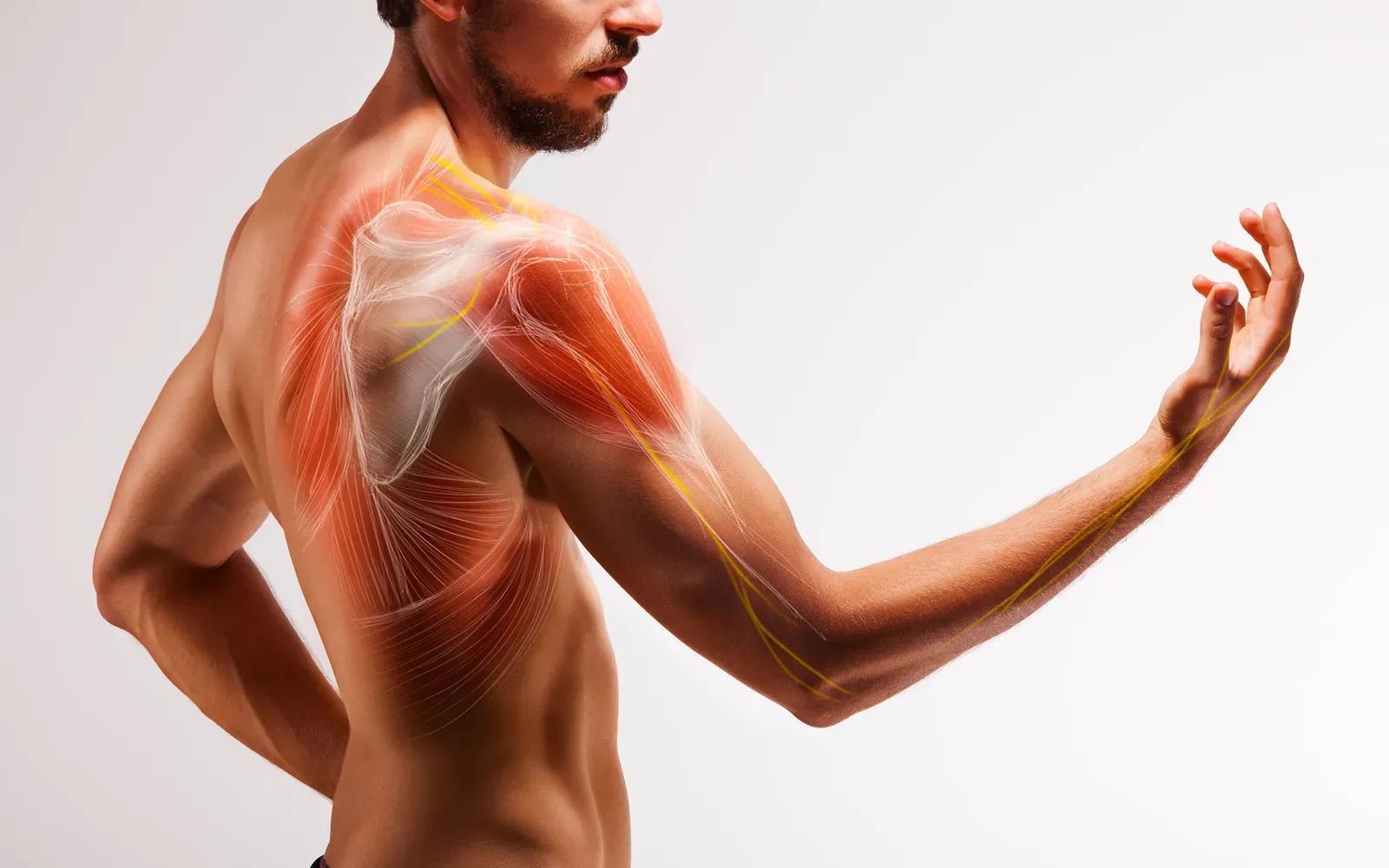 SO20_Overview of Muscle Path SO20_Overview of Muscle Path