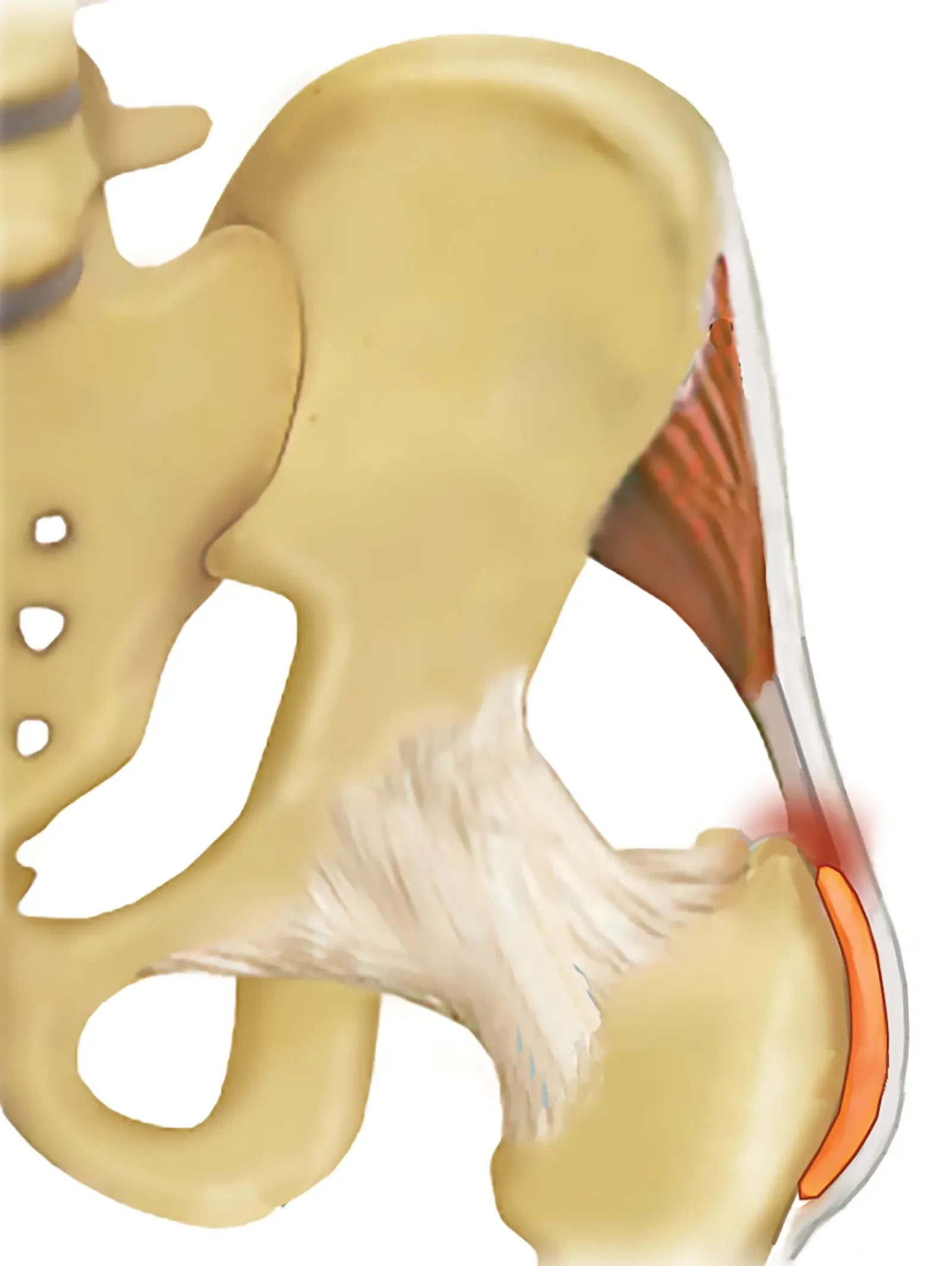 SO19_Healing the Hips1