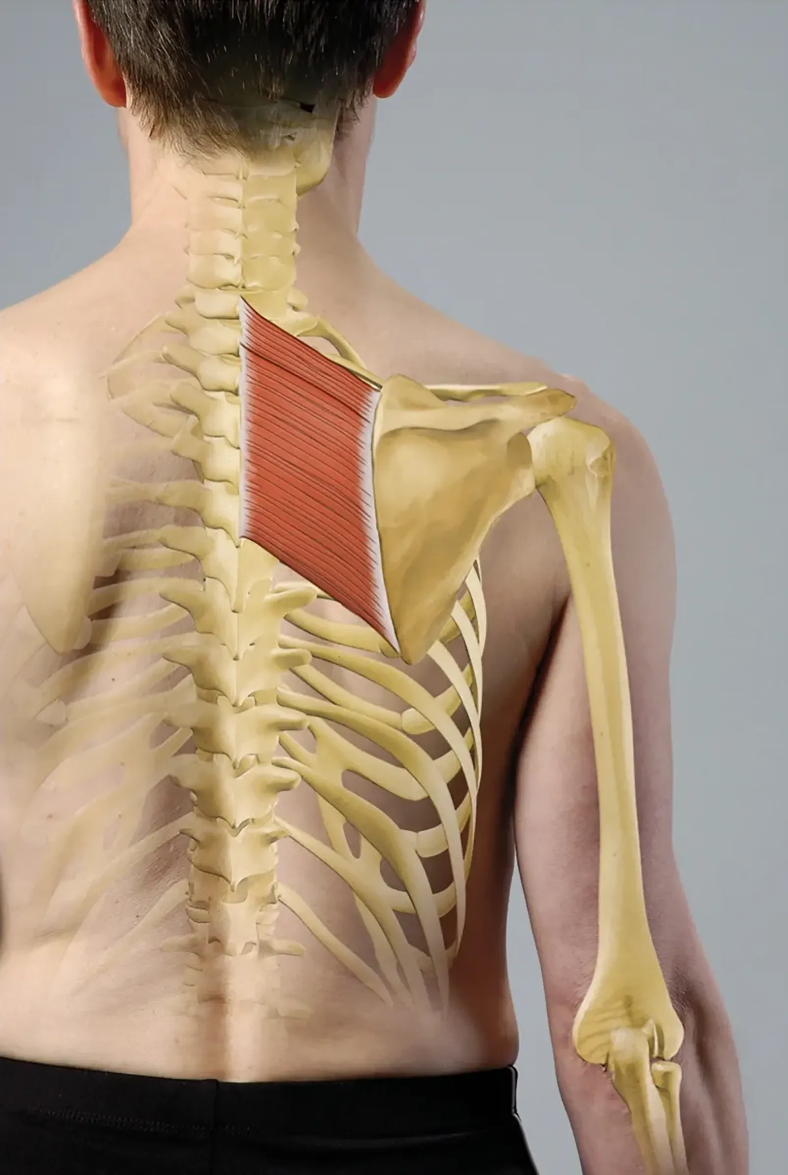 JA_20_FunctionalAnatomy1_Rhomboids_1600 JA_20_FunctionalAnatomy1_Rhomboids_1600