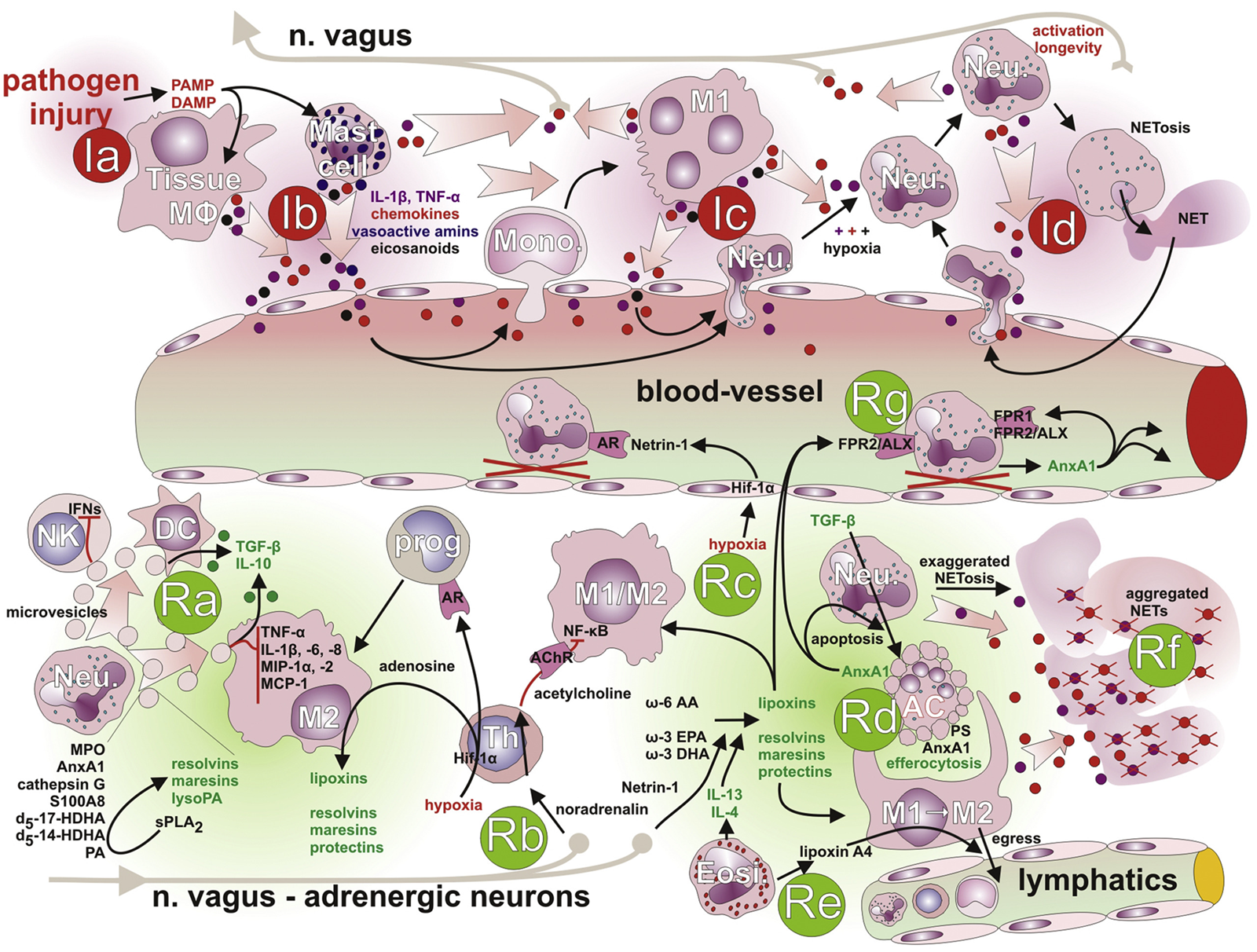 Understanding Inflammation's Progression Teaser Image