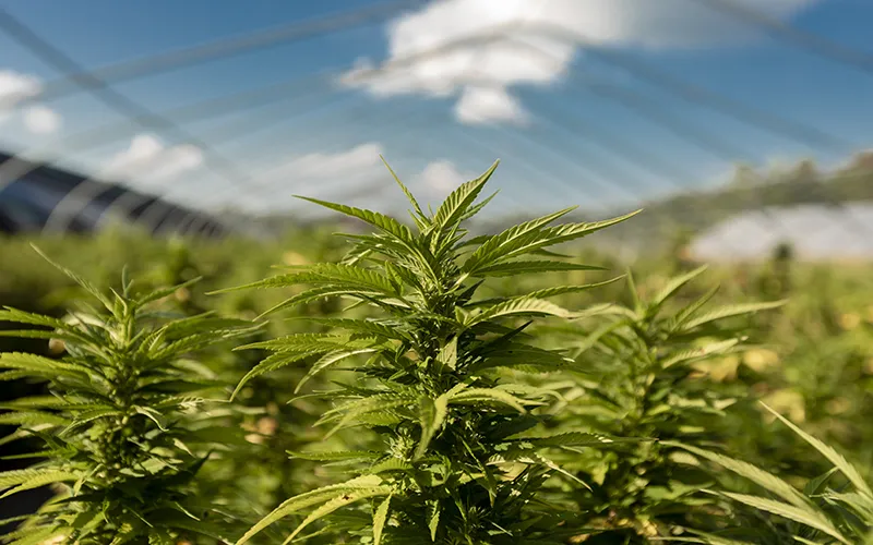 CBD and Massage Teaser Image