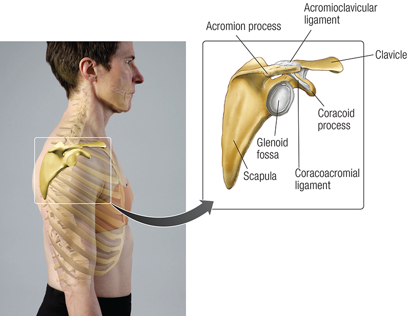 ND_19_FunctionalAnatomy2_800